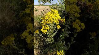 Jacobaea vulgaris G. (hierba de Santiago)