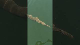 Nice Northern pike swimming away #fishing #northernpike #fishingalberta #pikefishing