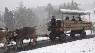 Narrengemeinde 2016 auf der Waldegg, Teufen AR