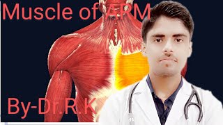 Muscles  Of Arm/Origin/Insertion/Nerve Supply/Blood supply/Action Of Muscle of arm/By-Dr.R.K