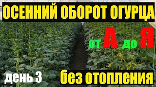 Подкормка рассады огурцов для стимуляции корневой системы День 3.Огурцы от А до Я#2