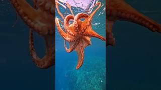 Intresting Facts About Octopus 🐙 in Hindi।@Ravifactswala #shorts #youtubeshorts #octopus