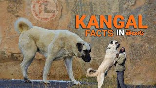 KANGAL DOG FACTS | Popular dog | in Telugu