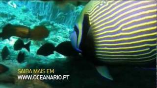 Campanha "InAqua - Fundo de Conservação by Oceanário de Lisboa e National Geographic Channel".