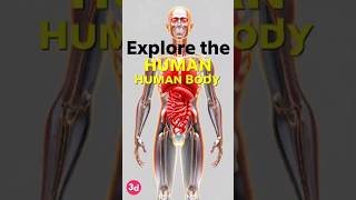 Different types of human body | 3D Learning Lab | Biology