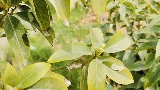 Avocado 🥑 first time in Rahim Yar Khan