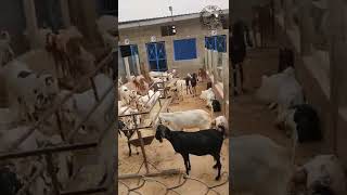 goat farm