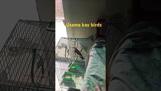 Usama kay birds 117 #cocktail #whistle