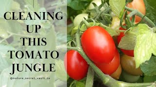 Overwintered Cherry Tomato #gardencare #tomato