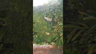 Mummy ki flying chappal./kinzamFamily #comedy #comedyvideos #funny