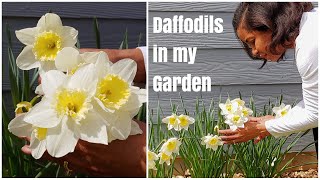 THE DAFFODILS – A garden poem by Marlene S.C.S | Growing Daffodils #gardening