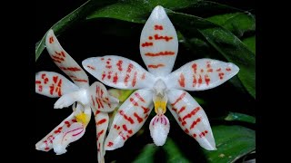 Обзор посылки (phal. Zebrina x sib) 17.09.20