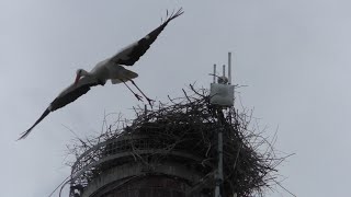 FHD - Storchennest Freilassing am 16.06.2023