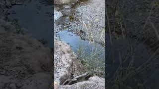 Tiger crossed the river at Corbett-April 2021