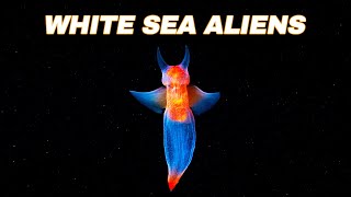 The Underwater WORLD Of The White Sea // Deep Sea Organisms