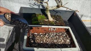 Fraxinus xanthoxyloides var  dumosa bonsai 5