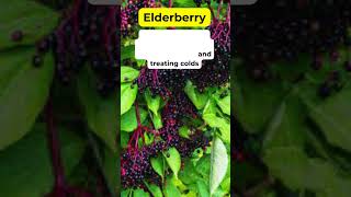 Elderberry Health Benefits Medicinal Herb Plant #holistic #medicinalplants #herbalmedicine