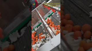 vegetable fruit washing machine|orange washing line|leafy vegetable washing line | vegetable washer