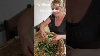 #Weißdorn #heilkräuter #natur #weißdorntinktur #naturmedizin #herztropfen #gesund #blutdruck