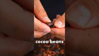 Roasting Raw Cacao Beans Taste Test #shorts