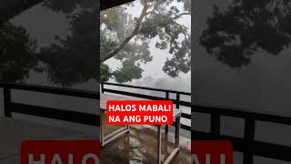 HALOS MABALI ANG SANGA SA LAKAS NG HANGIN