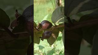 বারমাসি দেশি পেয়ারা।।#পেয়ারা #guava #fruit #nature #subscribe