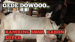 KAMBING JAWA RANDU SUPER// #PAKSUKIS #KAMBINGJAWA