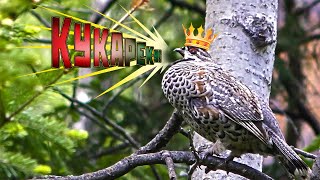 Рябчик зовёт/hazel grouse is calling