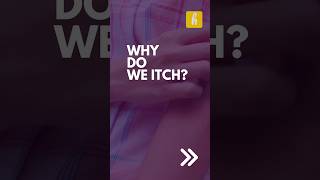 Why do we itch?