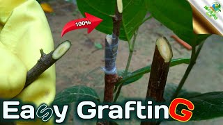 Jackfruit tree grafting technique (100% result) // কাঁঠাল গাছের কলম || চারা কাঁঠাল গাছের উপায়