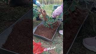 Peanut harvesting - green house grown plants