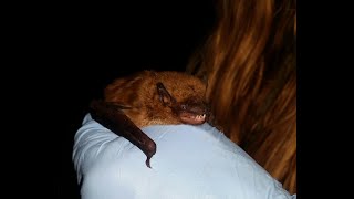 Resource Management Minute: Bat Acoustic Survey