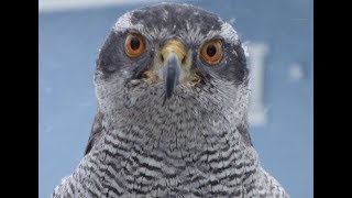 Goshawk vs Crows 15