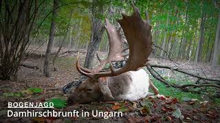 Damhirschbrunft in Ungarn - Das ist Bogenjagd