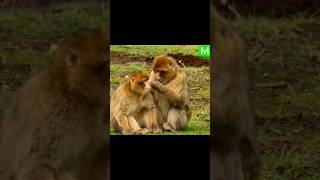 Cute Monkey | Wild Animals #shorts #wildlife #animals