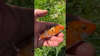 Pouštíme KOI Kapry 🐠 #fishingvideo #koi #koifish