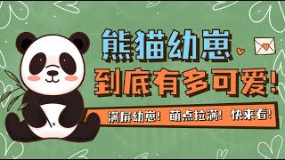 熊猫滚滚知多少23｜熊猫幼崽从出生到2个月都要经历些什么？小熊友们为你展示！满屏幼崽，萌点拉满！快来看！