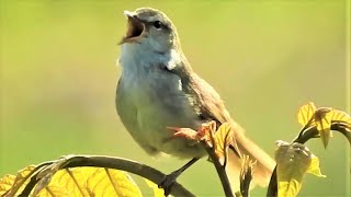 ウグイス　さえずり　１時間40分　鳴き声　谷渡り　警戒声　　Japanese Bush Warbler Singing　Birds Chirping　No Loop