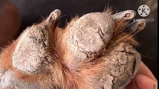 Rough Foot Pad in Dogs || Pododermatitis in Dogs