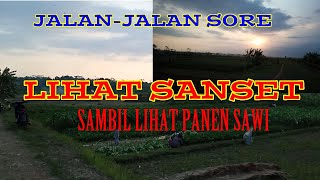 Vlog Jalan-jalan Sore Ke Sawah | Lihat Petani Panen Sawi Caisim | Ada Sunset Matahari Terbenam