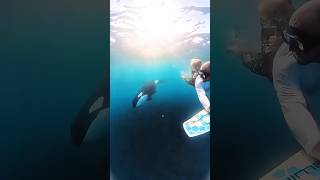 They had an Unexpected Visitor #ocean #orca #shorts