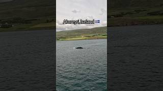 🐳🩵🐳 You can heart it in our voices the awe of getting to see two whales #iceland #whales