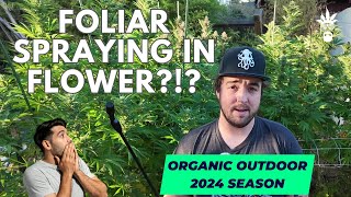 Spraying in Flower to Kill Bugs| How I Do It with Success