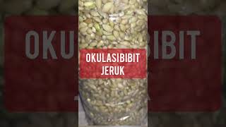 BIJI JERUK JC ( CITRUN )