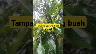 Tampak gagang buah Cengkeh #youtuberpemula