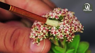 How to Pollinate Succulent flowers to get seeds