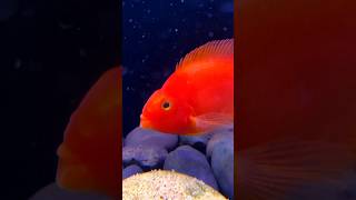 Blood Red Parrot Cichlid (KingKong Cichlid)Cá kiểng đẹp mê hồn 🤩 #fish #cichlid #shorts