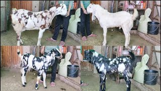 Extreme Quality Gulabi Loaded Dreel Horn 🥳 Gujri Female 🦙 And Kota Male🐐For sell At #PathanFarmHouse