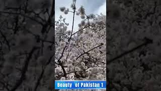 Spring Beauty of Gilgit Baltistan, Pakistan #Beautyofpakistan1