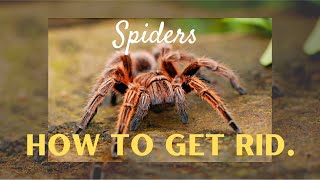 Secret Trick to Make Spiders Disappear Instantly!